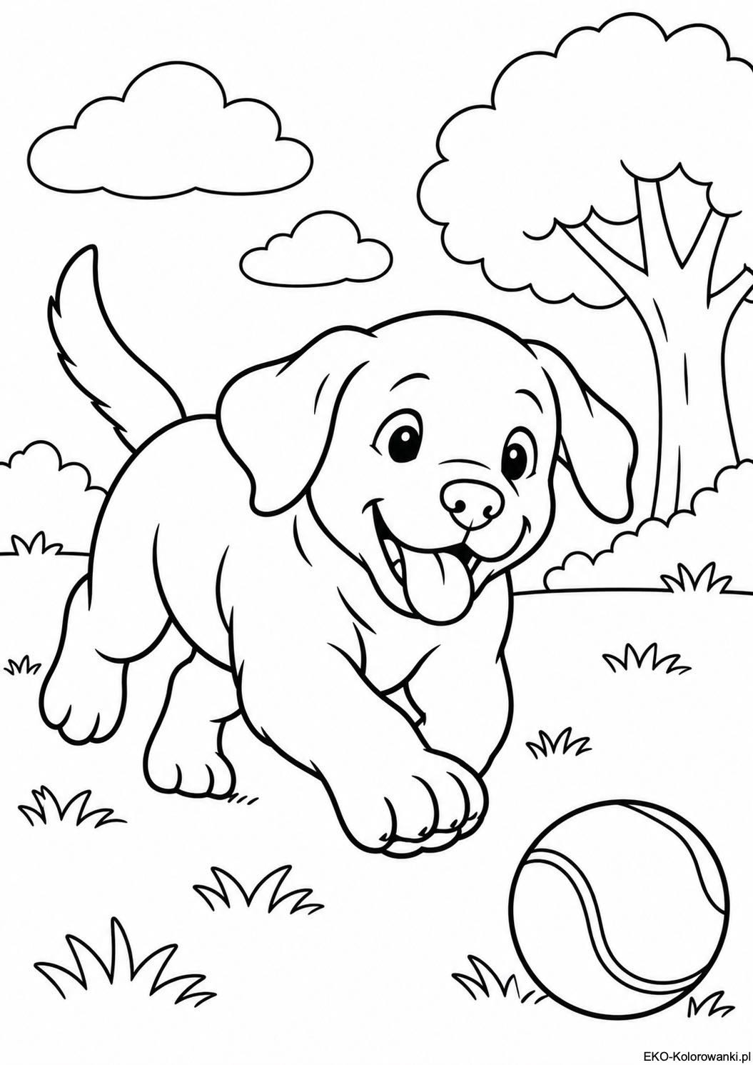 Labrador goniacy pilke w parku